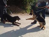 RENCONTRE ENTRE CHIENS 169